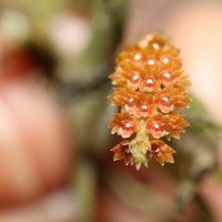 <i>Oberonia dolabrata</i>  Jayaw.